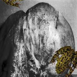 Phyllomedusa : Untitled Demo I